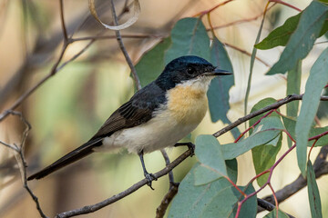 Obraz premium Restless Flycatcher in Victoria Australia