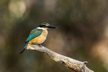 Sacred Kingfisher in Victoria Australia
