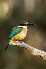 Sacred Kingfisher in Victoria Australia