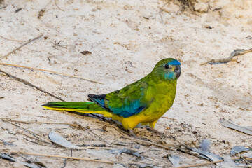 Turquoise Parrot in Victoria Australia