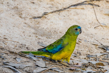 Turquoise Parrot in Victoria Australia