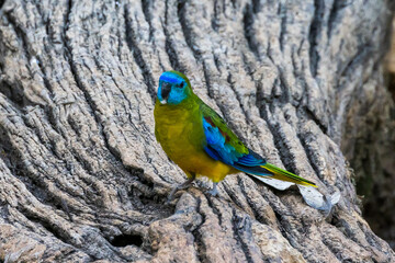 Turquoise Parrot in Victoria Australia