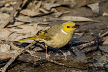 White-plumed Honeyeater in Victoria Australia