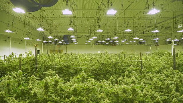 big indoor grow pan marijuana