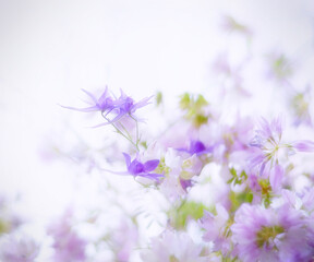 delicate purple wildflowers on a light background