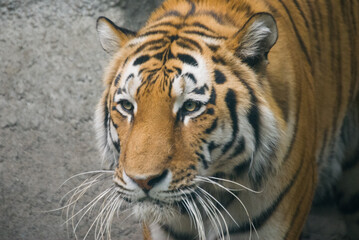Fototapeta na wymiar Tiger close up 1