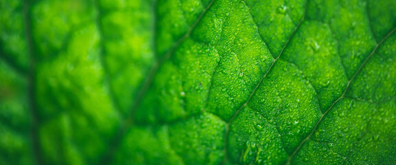Vivid natural texture of wet green leaf with veins. Minimalist nature background with dew drops on green leaf surface. Beautiful minimal backdrop with droplets on leaf in macro. Nature texture of leaf