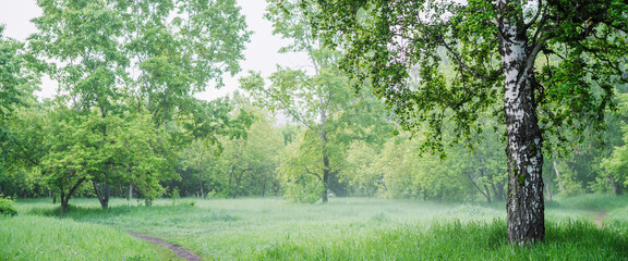 Scenic landscape with nice tree in summer forest in light haze. Misty green scenery with beautiful birch in park in soft light. Wonderful nature view with tree close-up in early morning. Mist on grass