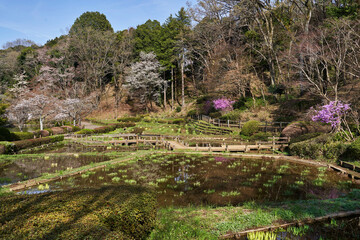 薬師池公園