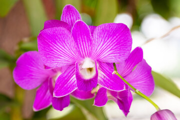 Pink orchid  Vanda flower phalaenopsis or falah. known as butterfly orchids. Inflorescences are on sides of stems, alternating with leaves green. Outer petals and inner petals are similar in shape. 