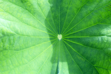 Green leaf of lotus flower