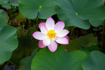 Beautiful blooming pink lotus flower with green leaves