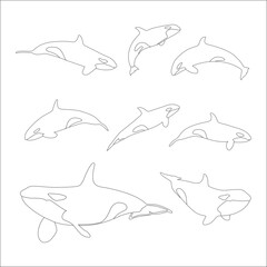 killer whale outline hand drawn collection