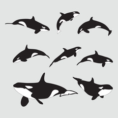 Fototapeta premium killer whale hand drawn collection