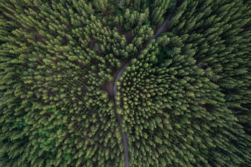 aerial view aerial green forest scenery natural scenery and roads that intersect concept of adventure travel and transportation.