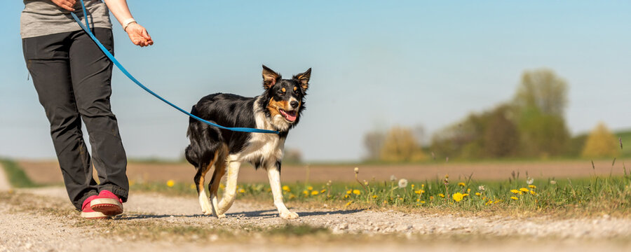 Dog handler is to go for a walk with his friendly obedient Border Collie  dog in the season spring