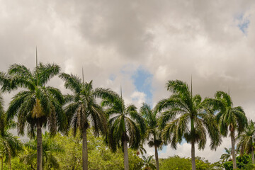 Obraz premium Palm Trees in Coral Gables, Florida