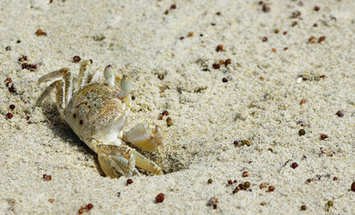 A Ghost Crab on the sand