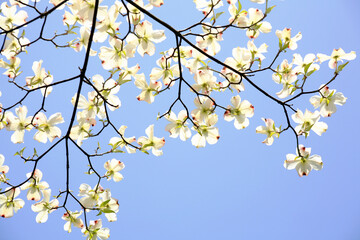 blossom in spring