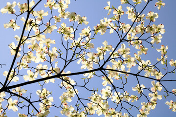 blossoming tree in spring