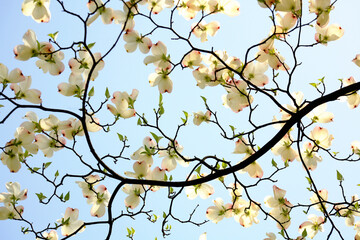 tree in bloom