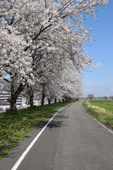 約300本の桜が1.5kmに渡り連なる 赤川の桜並木