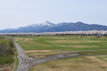 約300本の桜が1.5kmに渡り連なる 赤川の桜並木