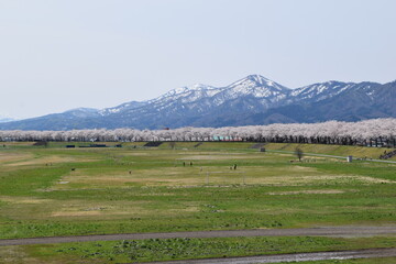 約300本の桜が1.5kmに渡り連なる 赤川の桜並木