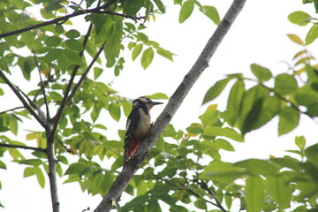 a woodpecker on a branch