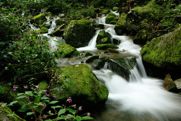 Valley of the Forest