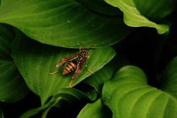 wasp on a leaf - Powered by Adobe