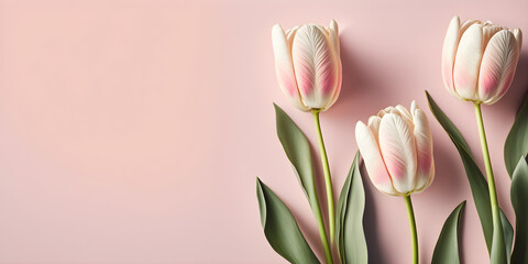 Pastel Perfection: Stunning Tulips in a Gorgeous Setting