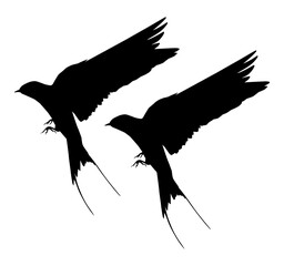 Flying of the Swallows, Martins, and Saw wings, or Hirundinidae Bird Silhouette for Logo, Pictogram, Website, Art Illustration or Graphic Design Element. Pair Bird. Format PNG