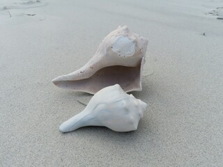 Conch shells on the Florida beach