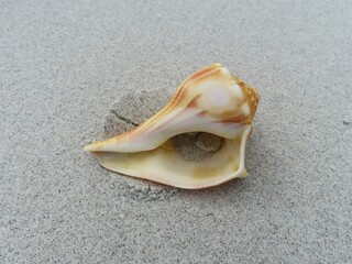 Fototapeta na wymiar Beautiful seashell on sand background in Atlantic coast of North Florida