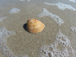 Beautiful beige seashell on ocean foam background in Atlantic coast of North Florida