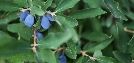 Close up of ripe and juicy honeysuckle berries on the branch, summer background . Ripe berries of...