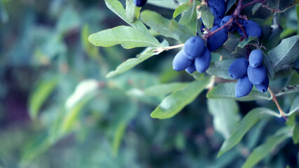 Close up of ripe and juicy honeysuckle berries on the branch, summer background . Ripe berries of...