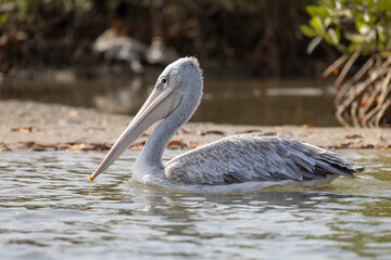 Ein Rötelpelikan schwimmt in der Seitenansicht vor Mangroven im Somone Nationalpark