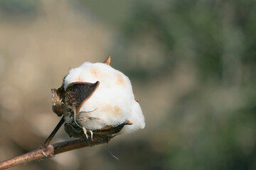 ワタの実から出てきた綿毛【コットンボール】アオイ科ワタ属