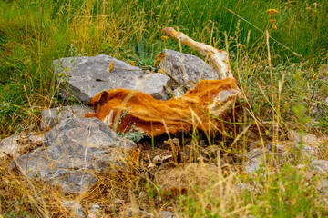 Loss of cattle. A dead rotting cow lies in the meadow. Pestilence in agriculture. Epidemic in animal husbandry. The loss of cattle. The flies lay their larvae in the rotting carcass of a bull.
