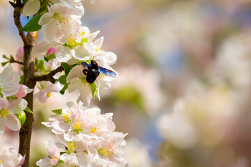 Blue bumblebee on a blossoming sakura tree. Beautiful spring landscape of wild nature.