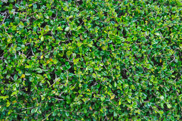 Closeup image of Siamese rough bush, Fukien tea