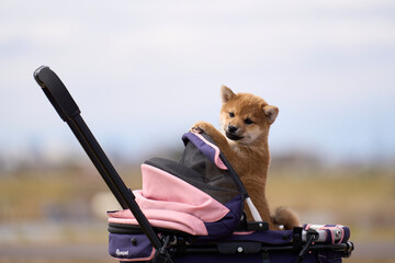 可愛い柴犬の子犬