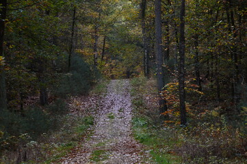 Trail in Autumn in the Heath Lueneburger Heide, Walsrode, Lower Saxony