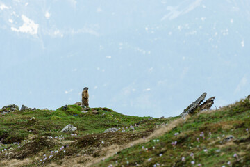 Marmot on the Marmot Trail at Steinermandl near Linz in East Tyrol, Austria