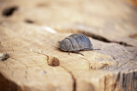 Turtle Cockroach Vanwaerebeki Images – Browse 61 Stock Photos, Vectors, and Video ...