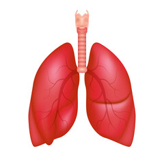 Human lungs anatomy structure. Front view right and left lung with trachea. Healthy lung. Respiration system organ. Medical health concept. Realistic 3D file PNG