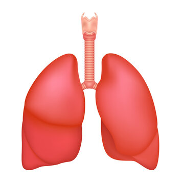 Human lungs anatomy structure. Front view right and left lung with trachea. Healthy lung. Respiration system organ. Medical health concept. Realistic 3D file PNG