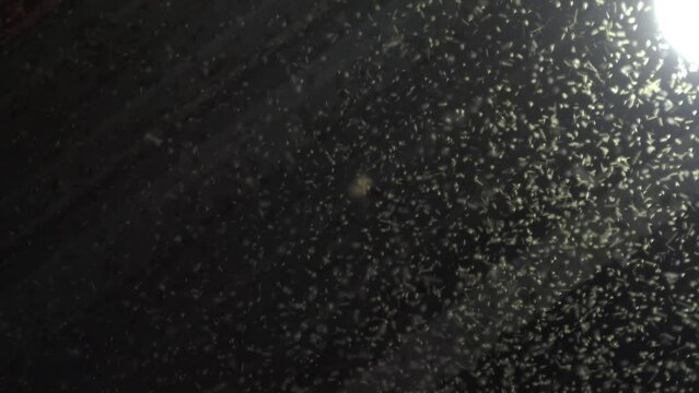 insect playing with fire